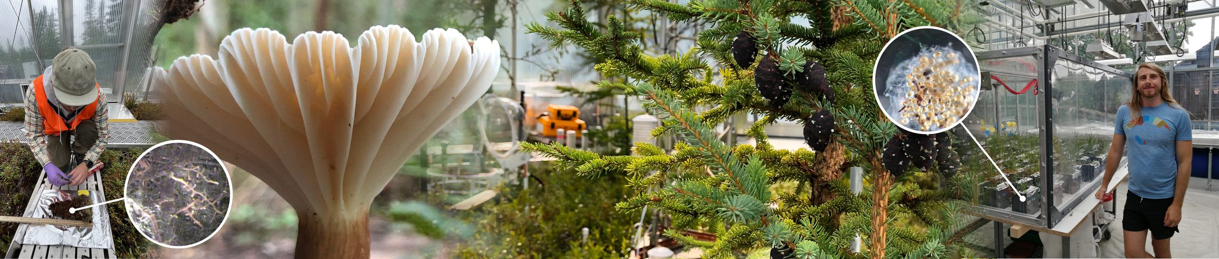 Collage of field and glasshouse research: sampling peat cores at the SPRUCE experiment, a close-up of mycorrhizal roots, a mushroom in boreal forest, spruce branches with cones in an experimental chamber, and Sören in a glasshouse.